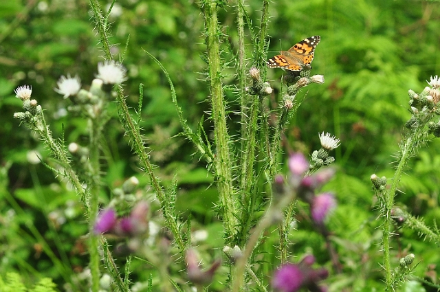 04 07 15_5844_edited-1.jpg - PAINTED LADY  - CHASE WOOD - 4.7.15